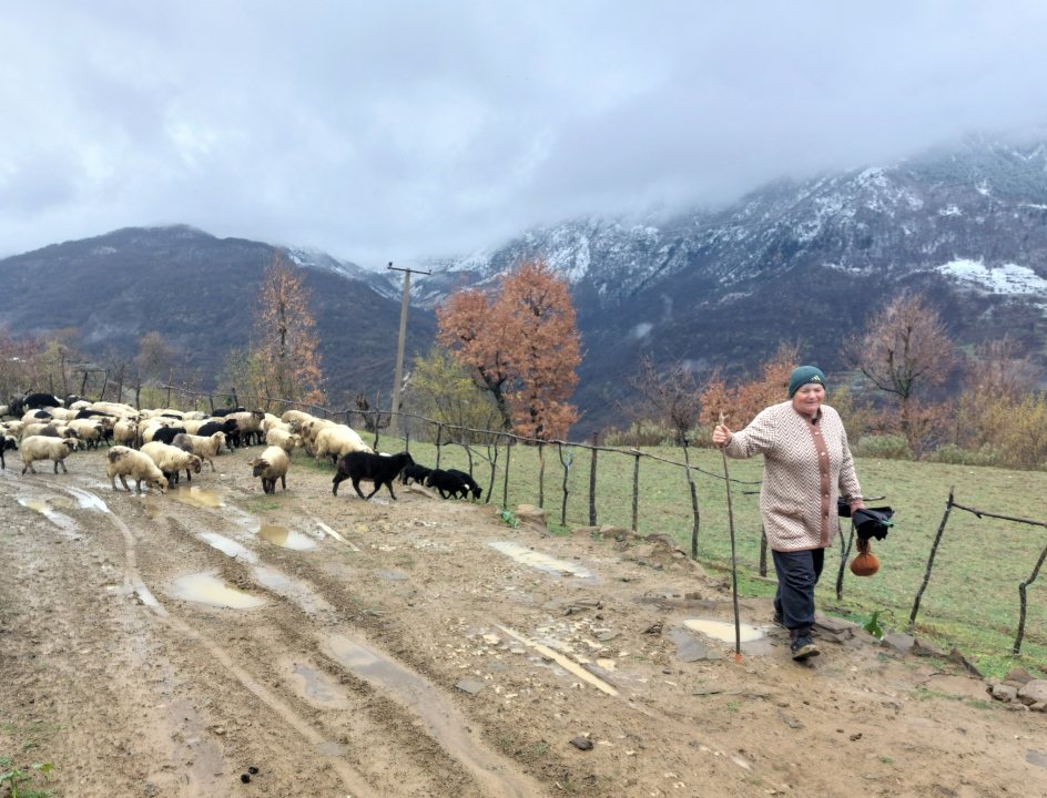 Schapenherder Albanië