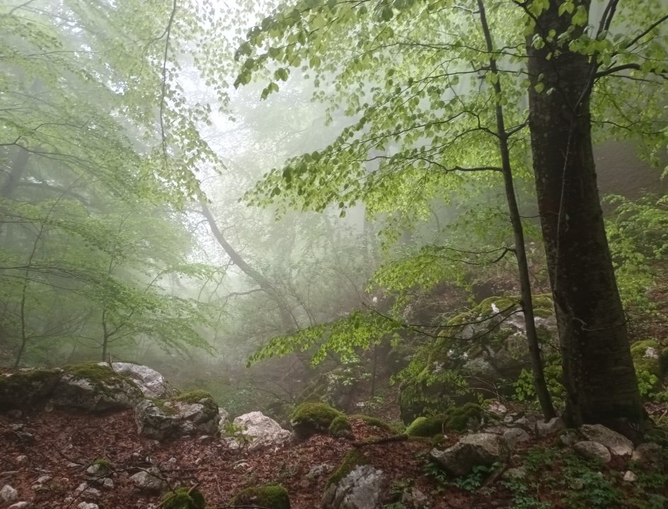 Mistige bossen Italië
