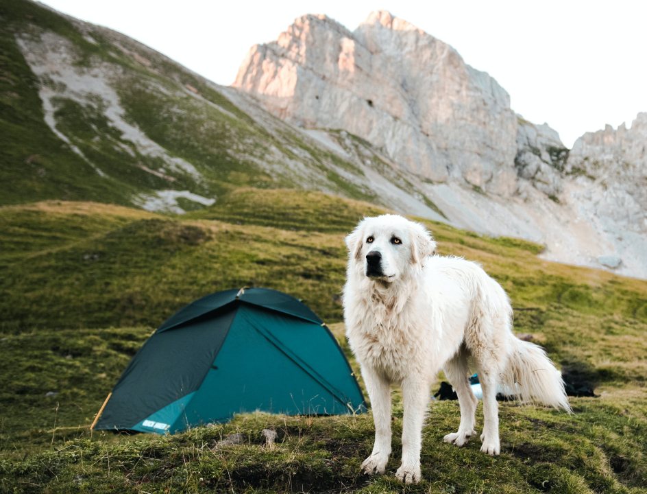 Huttentocht met hond