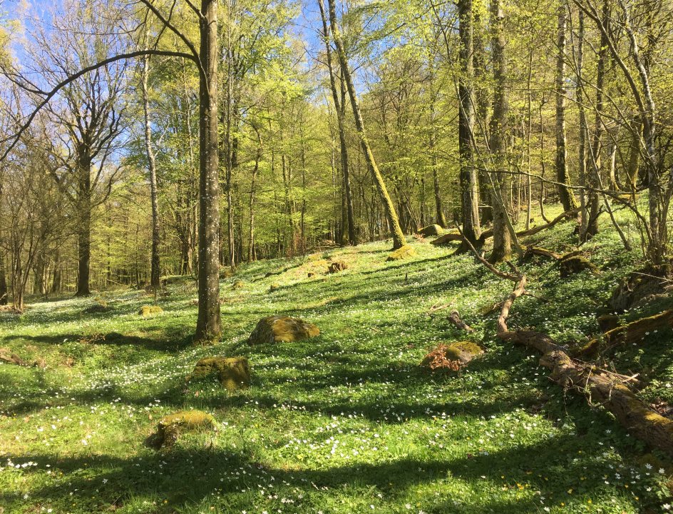 Wandelen in Zuid-Zweden 