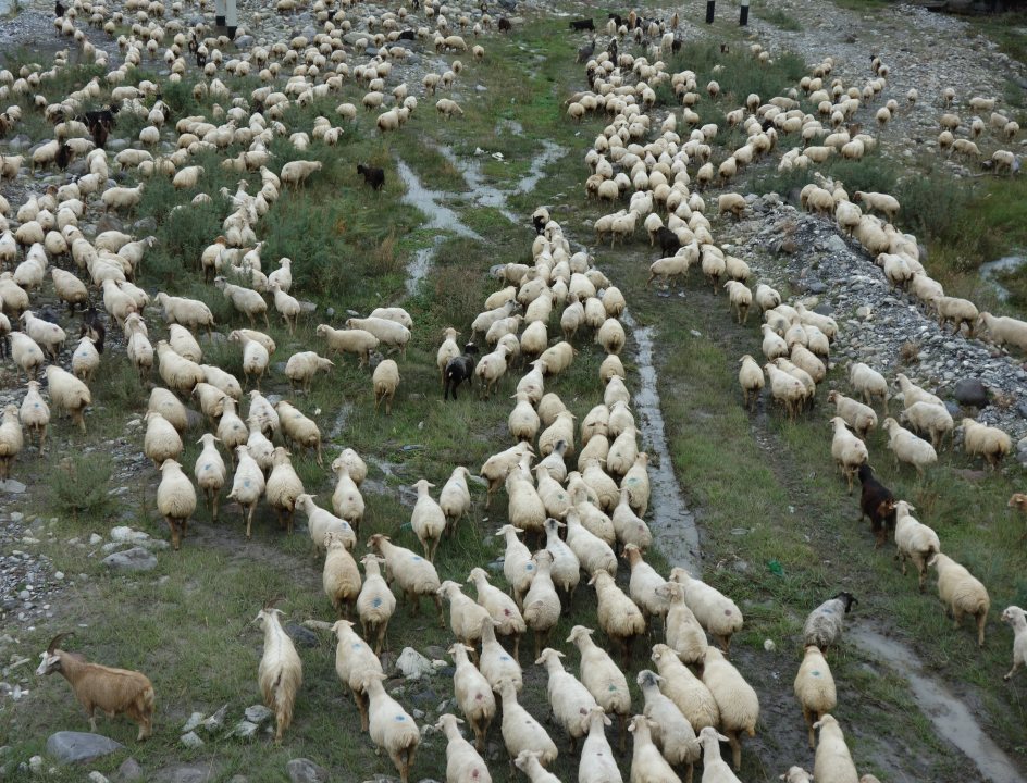 Wandelvakantie in Georgie schapen