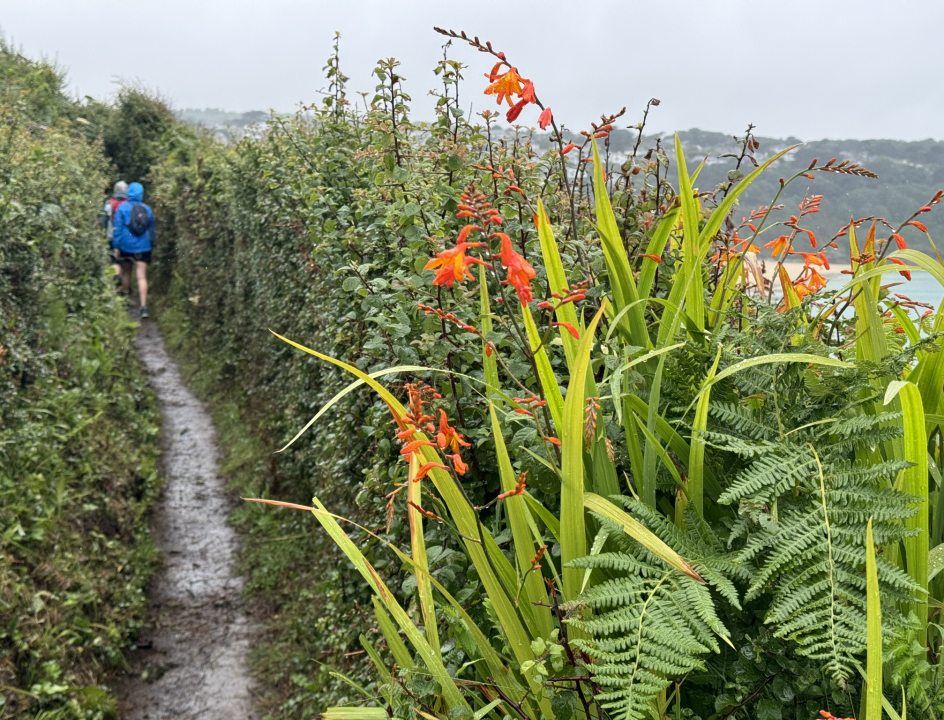 Wandelaars over een smal paadje met op de voorgrond oranje bloemen
