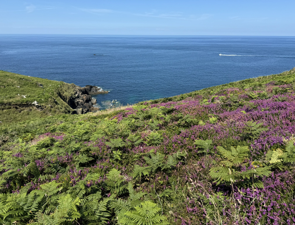 Bloeiende heide op een klif met op de achtergrond de zee