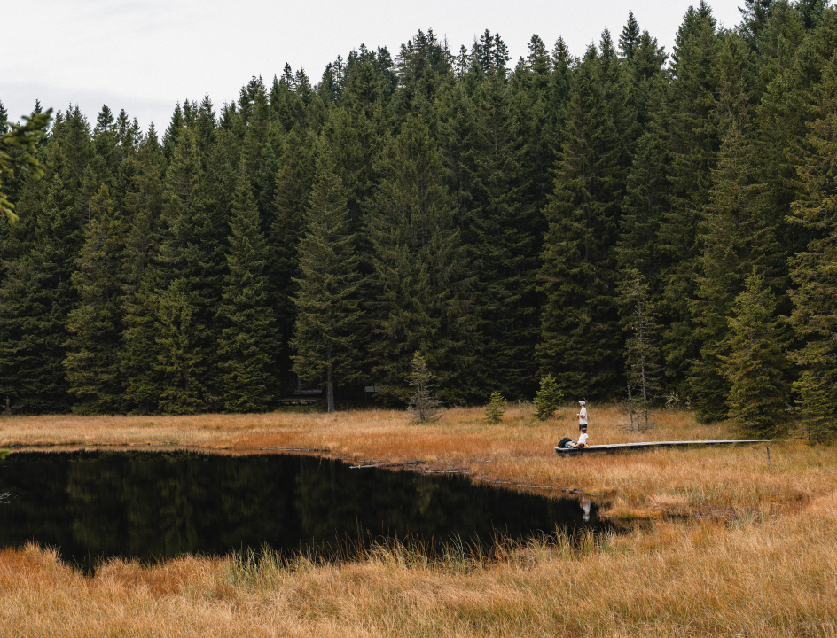 Bergmeertje in het bos