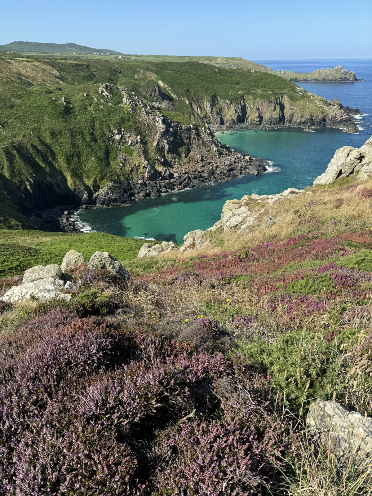 Bloeiende heide op een klif