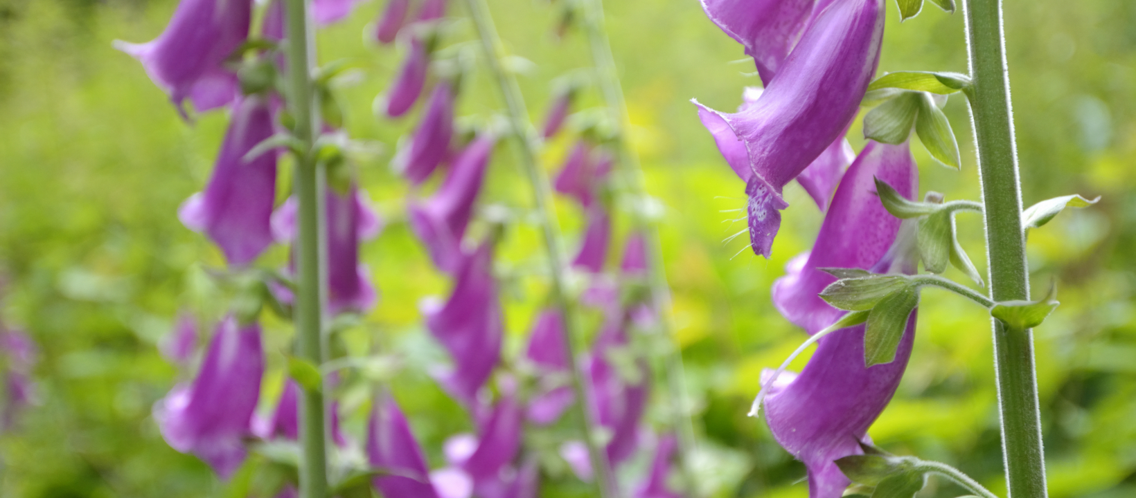 Vingerhoedskruid Zwarte Woud Ernst Kremers