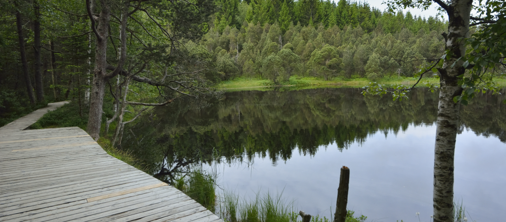Zwarte Woud Ernst Kremers