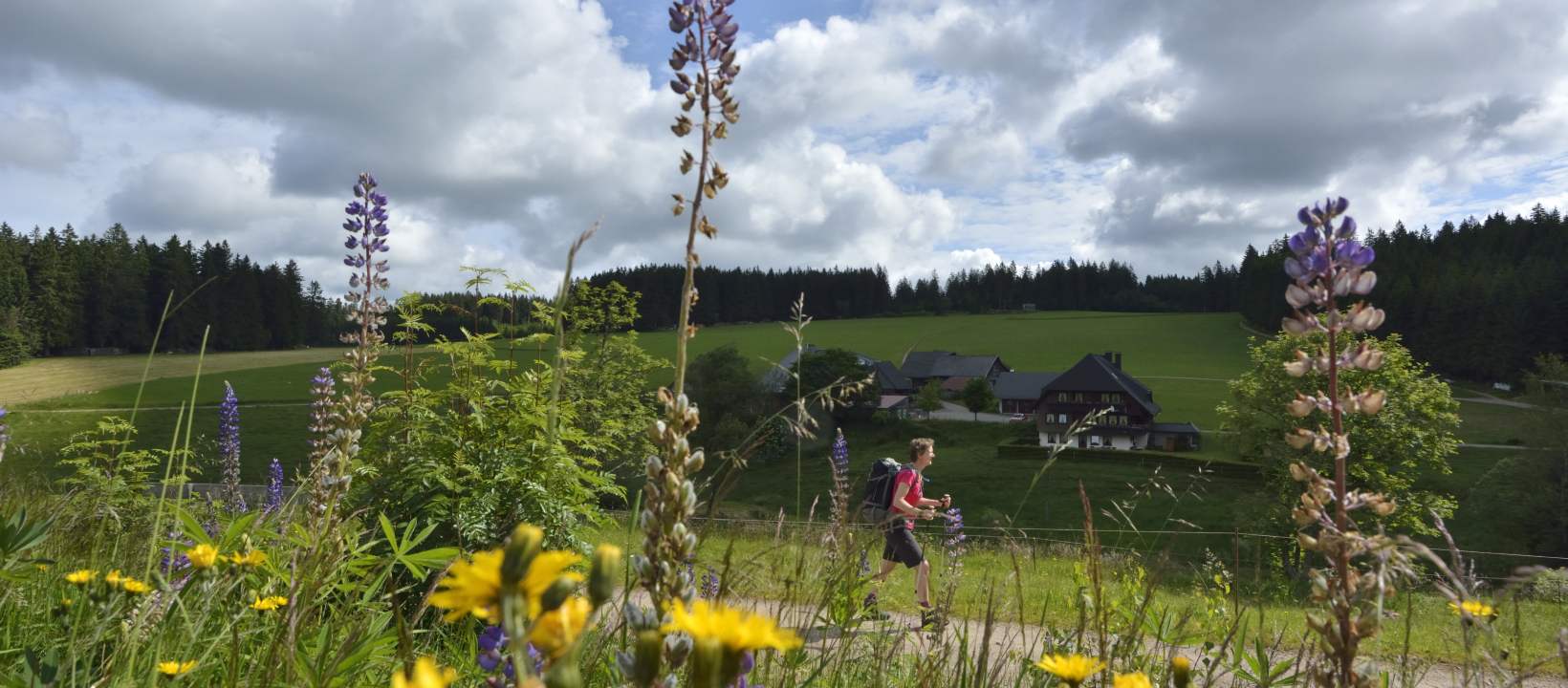 Zwarte Woud Ernst Kremers