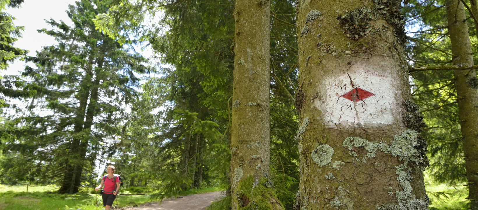 Zwarte Woud Ernst Kremers