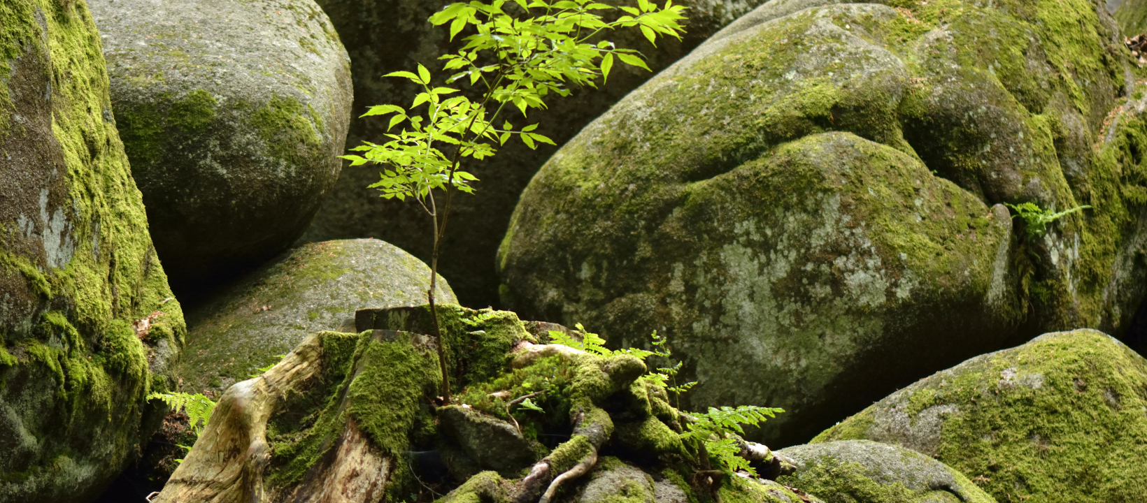 Zwarte Woud Ernst Kremers
