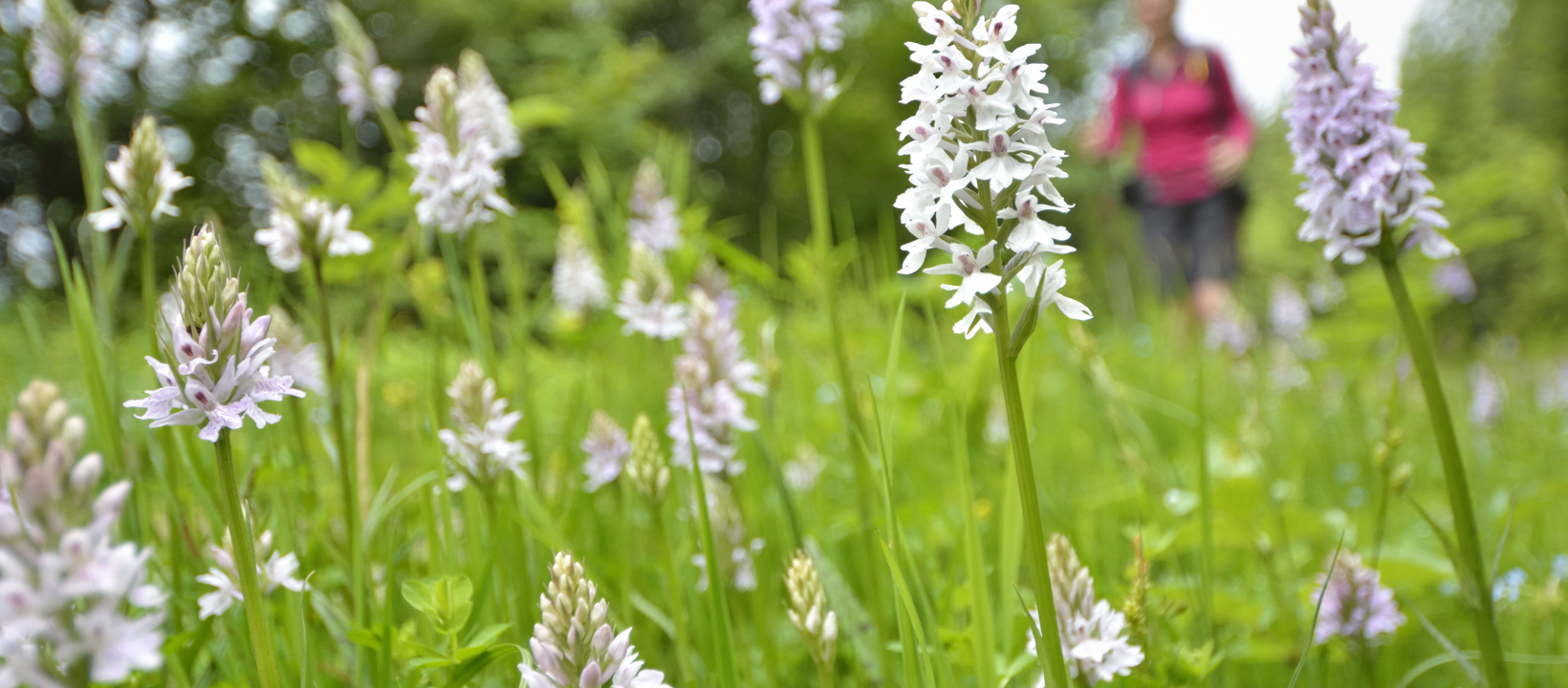 Zwarte Woud Ernst Kremers
