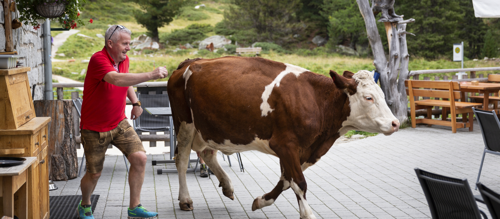 Lex van den Bosch, Defereggental, koe op plateau