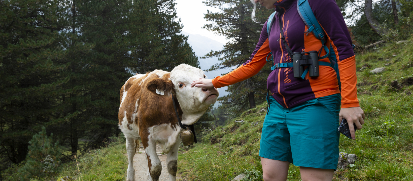 Lex van den Bosch, Defereggental, koe