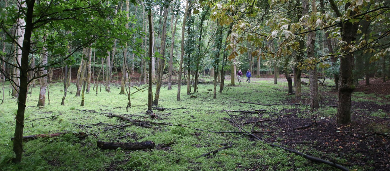 Edelherttrail Leuvenumse beek