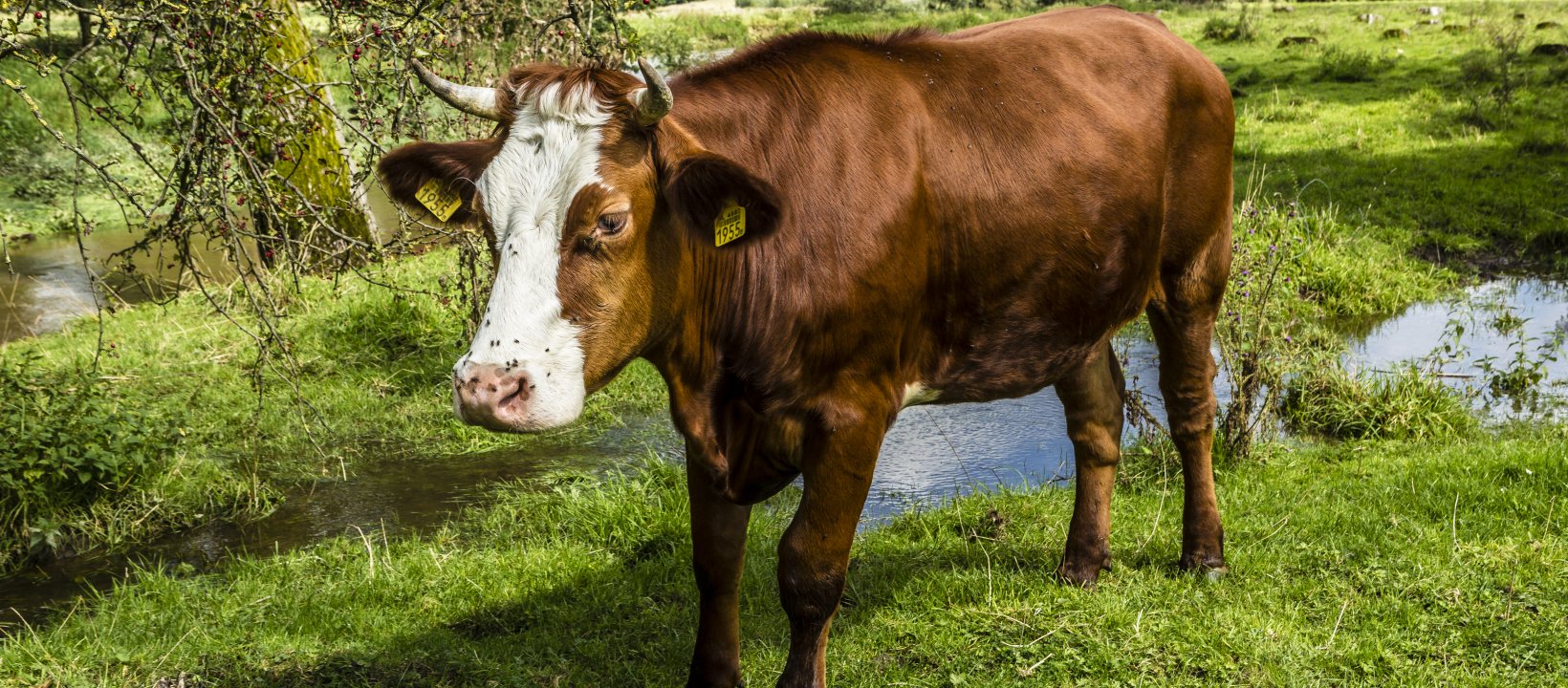 Wandelen Geuldal Zuid-Limburg
