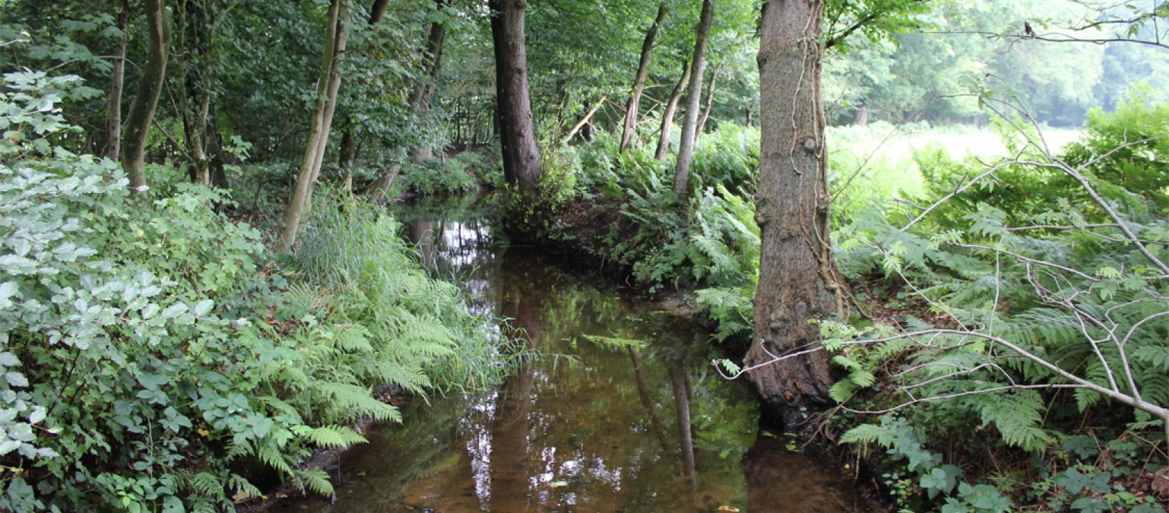 Edelherttrail Staverdense Beek