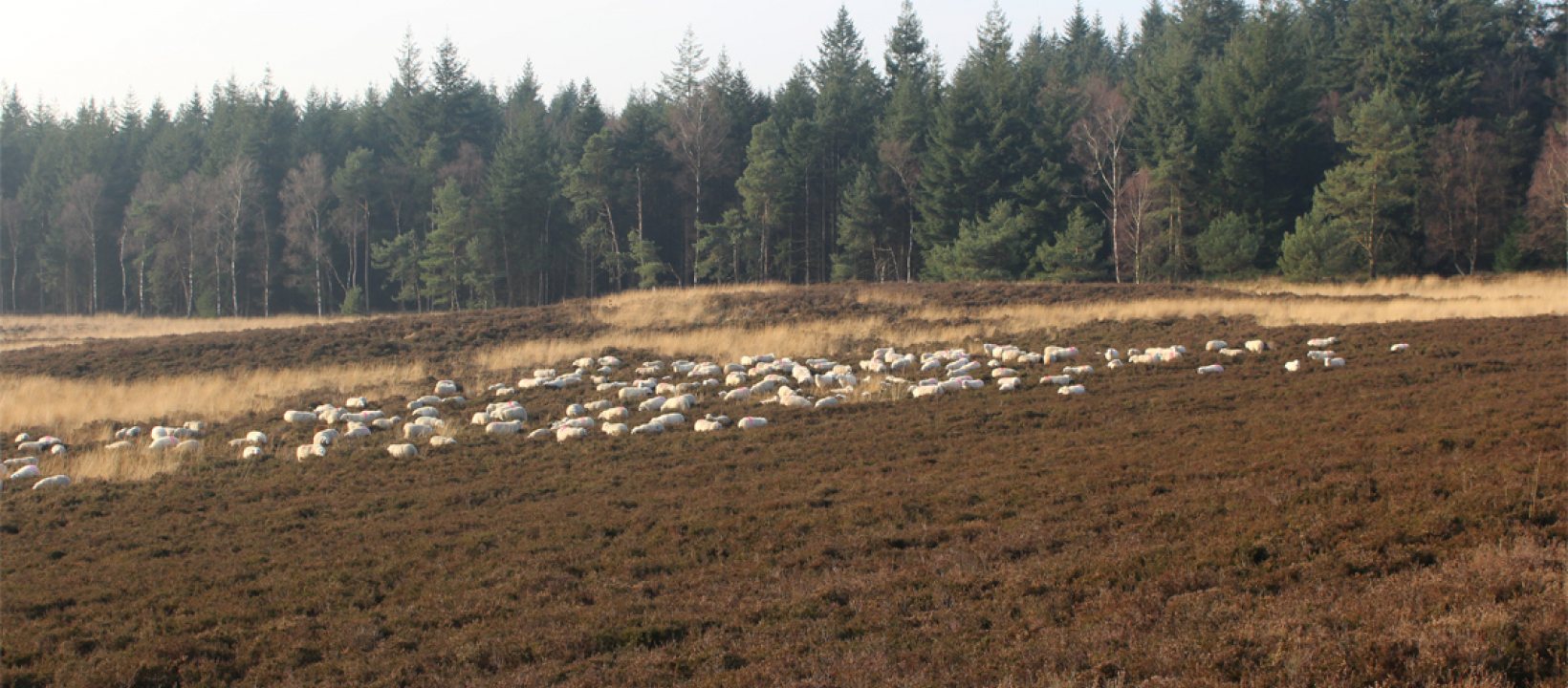 Edelherttrail Zilvense Hei