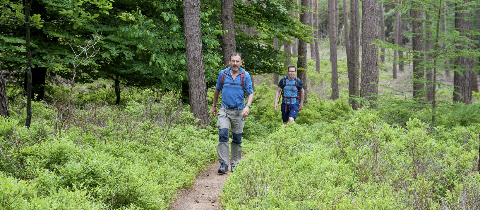 Edelherttrail Wandelroute Veluwe