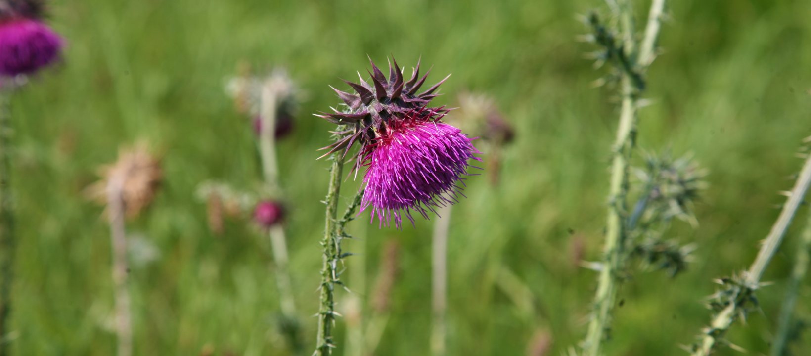 Edelherttrail Wandelroute Maas en Waal