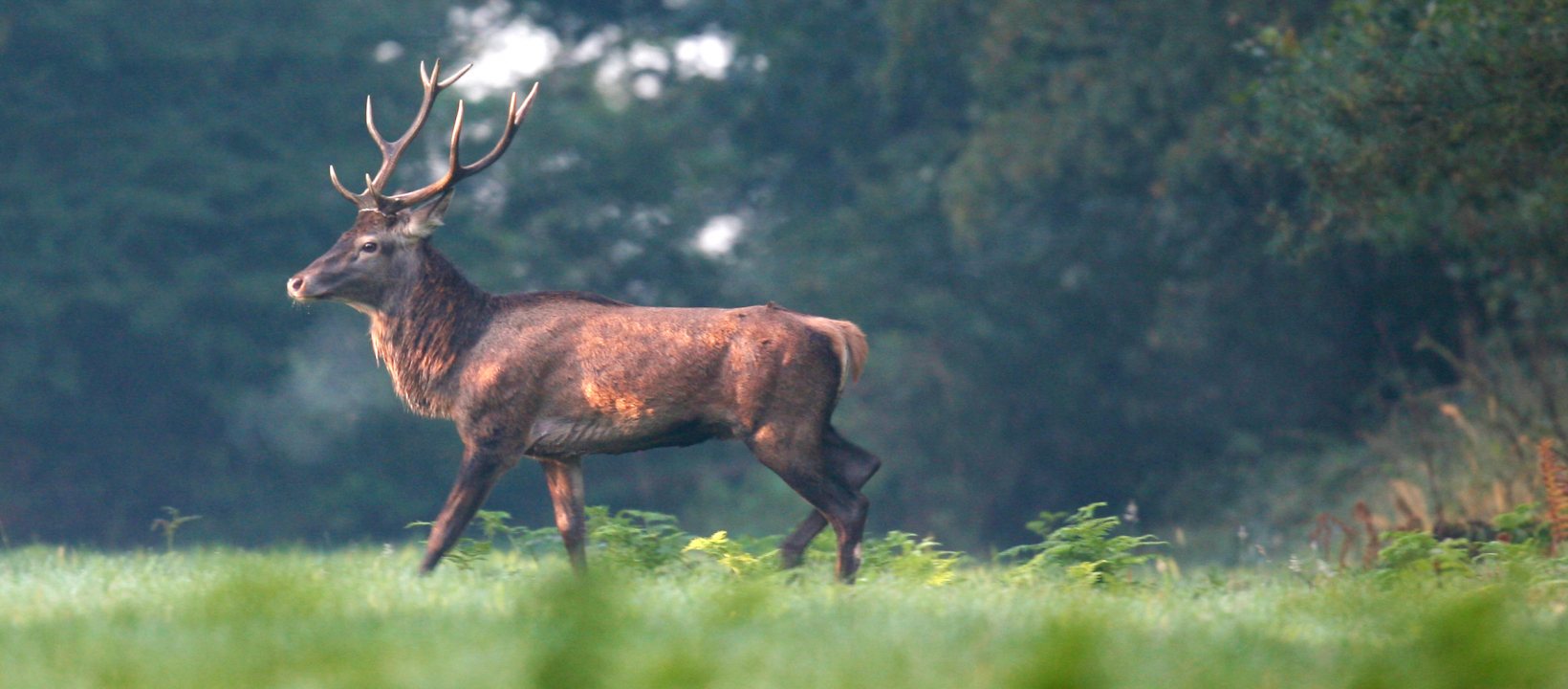 Edelherttrail Wandelroute Maas en Waal