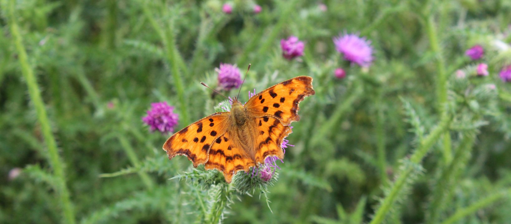 Edelherttrail Wandelroute Maas en Waal
