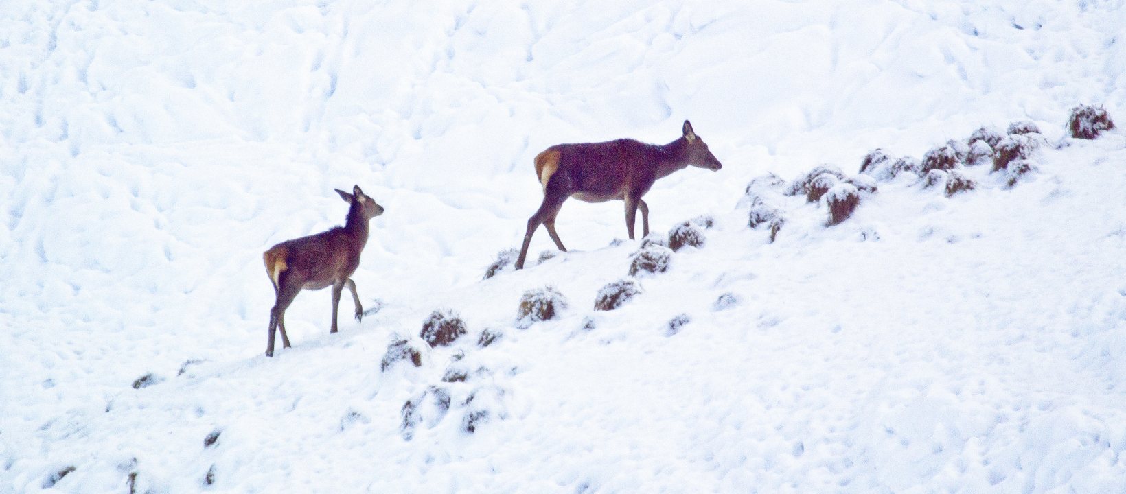 Wild spotten in de Hohe Tauern
