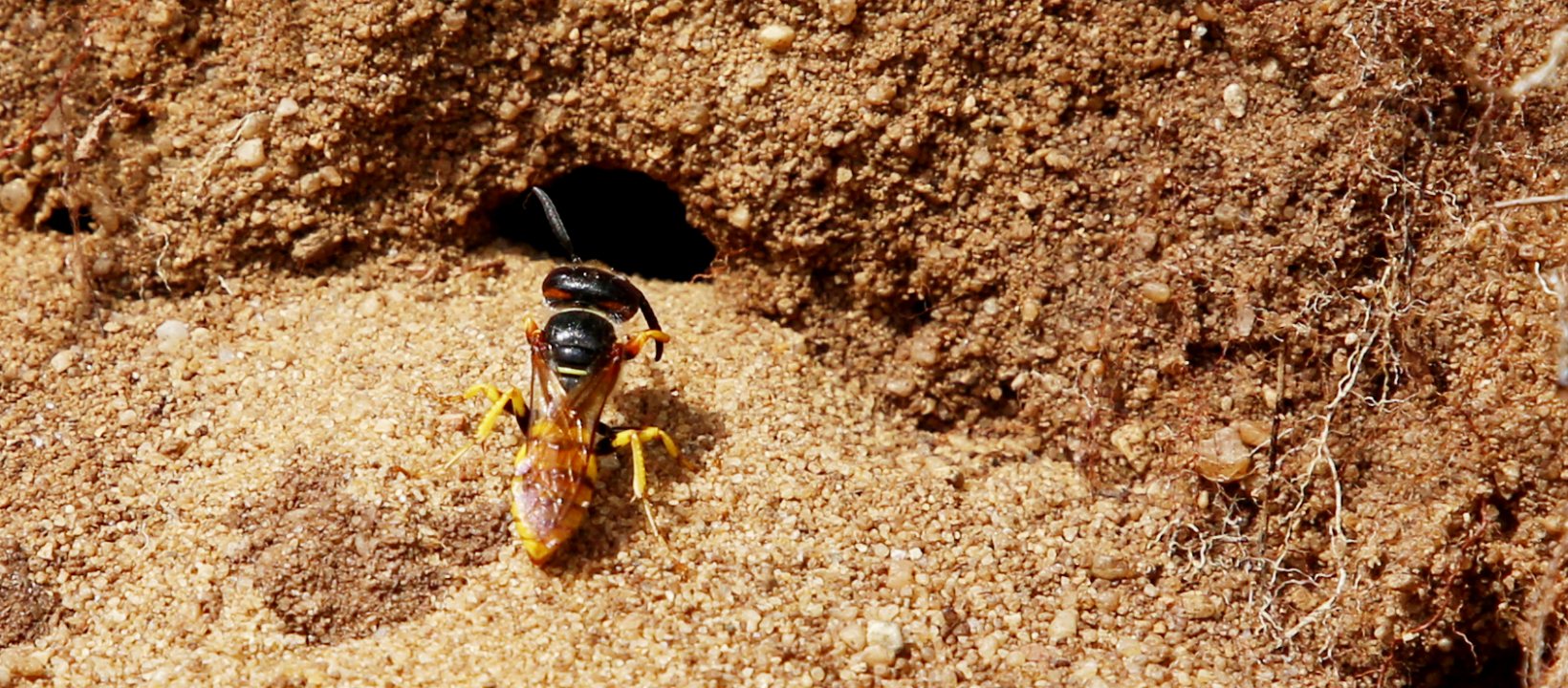 Edelherttrail Traject 3 Maas