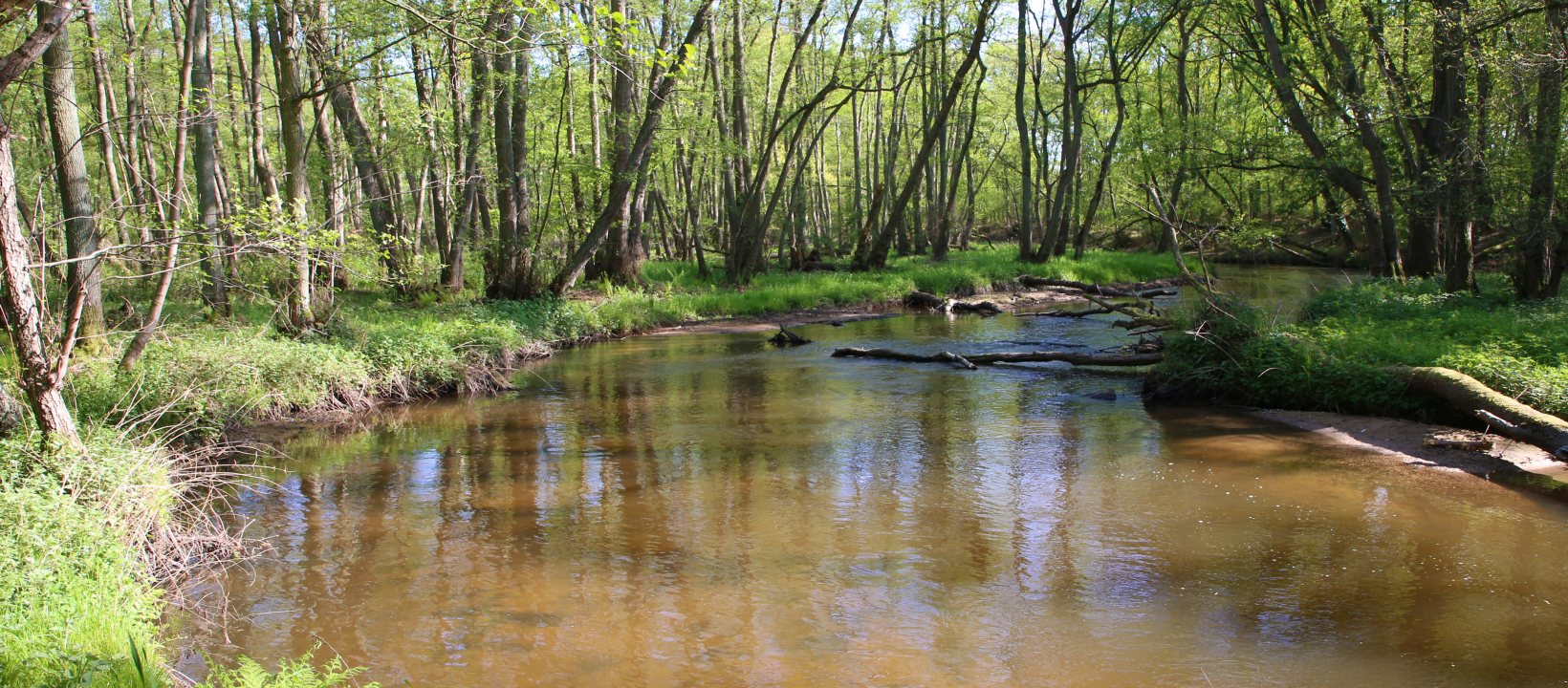 Edelherttrail Traject 3 Maas