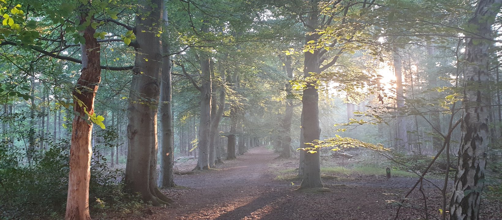 Koningswegen