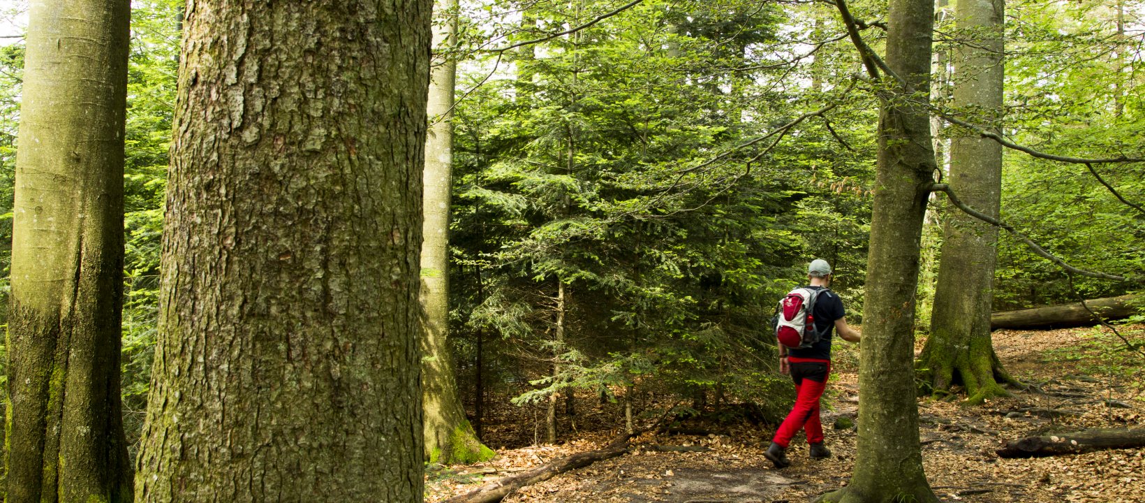 wandelen Zoniënwoud