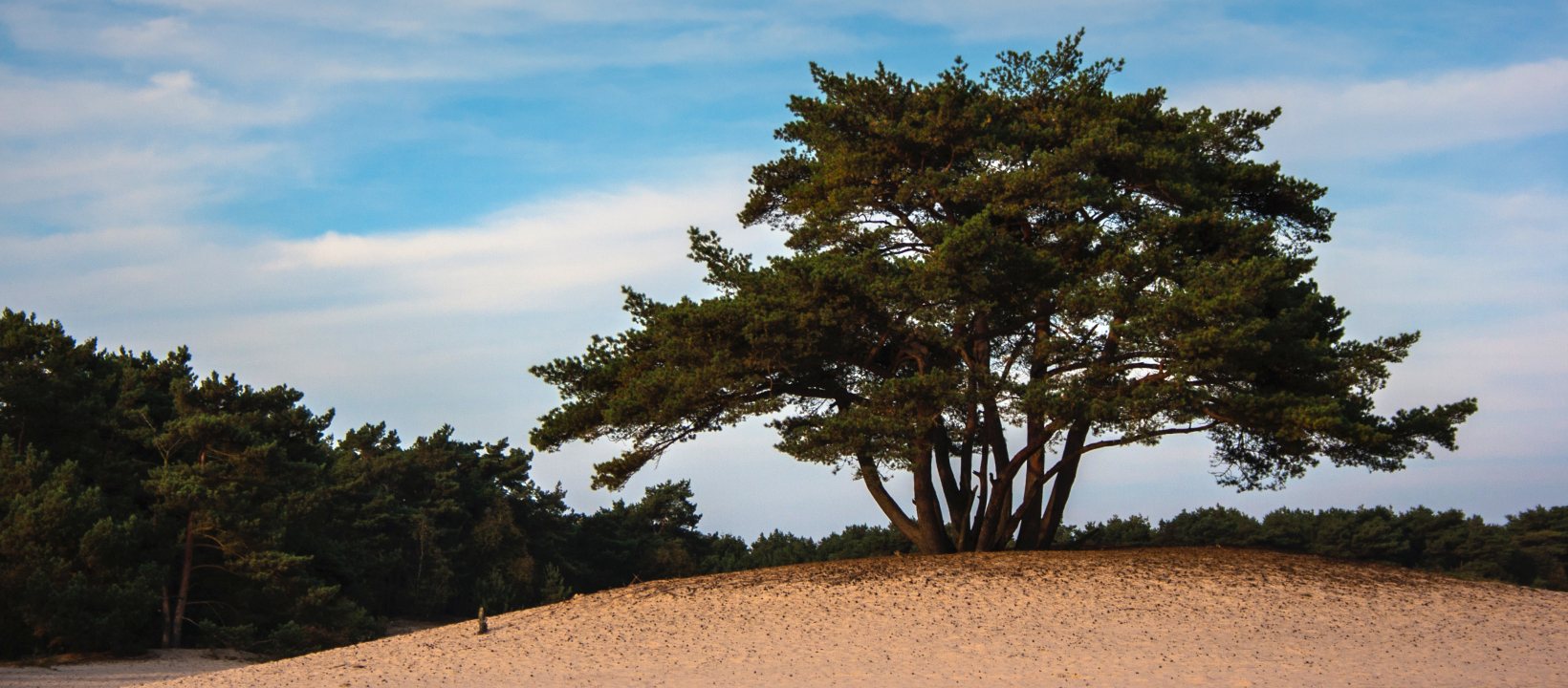 HeuvelrugHike wandelroute Utrechtse Heuvelrug