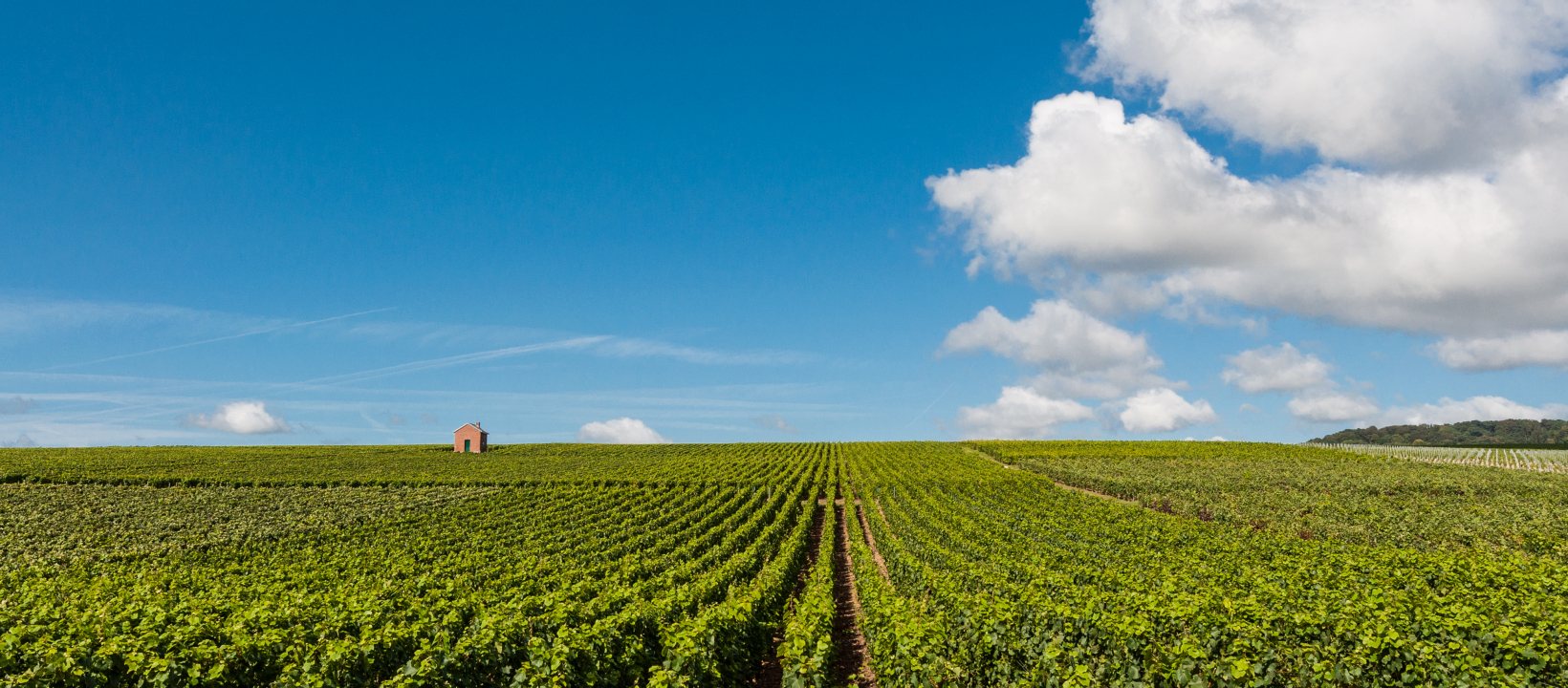 champagnestreek wandelen