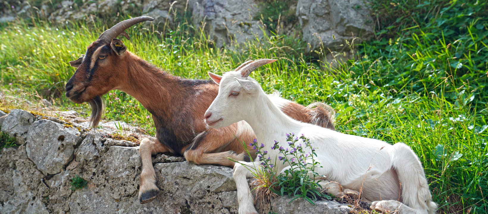 Wandelen in de Picos de Europa