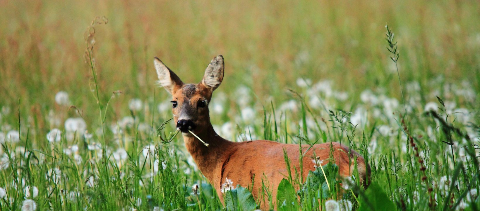 Dagwandeling Flevoland Roggebotzand