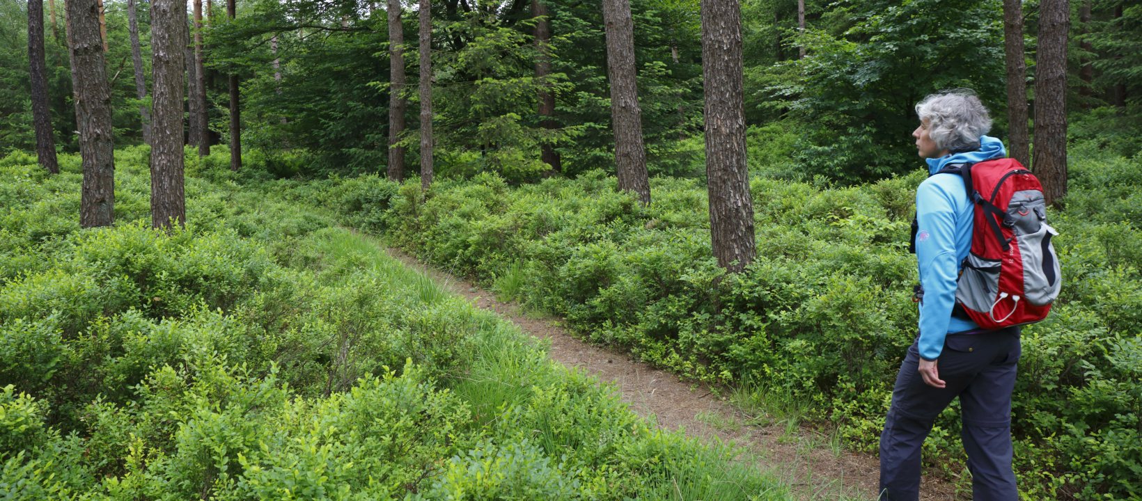 Hoenderloo Bosch wandelen