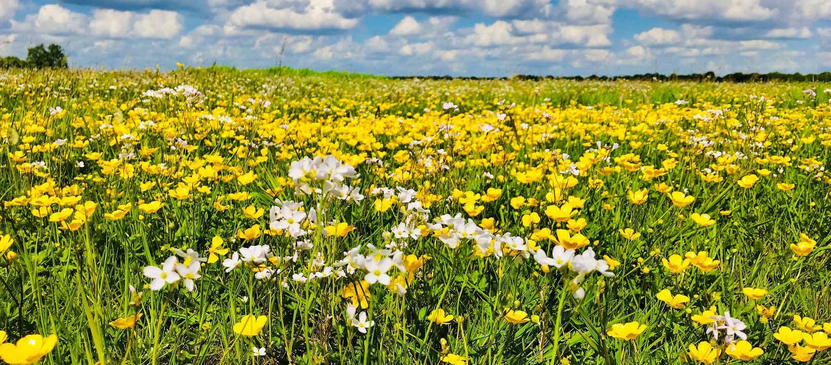 Voorjaar & zomer zijn goed voor veldbloemtapijten.