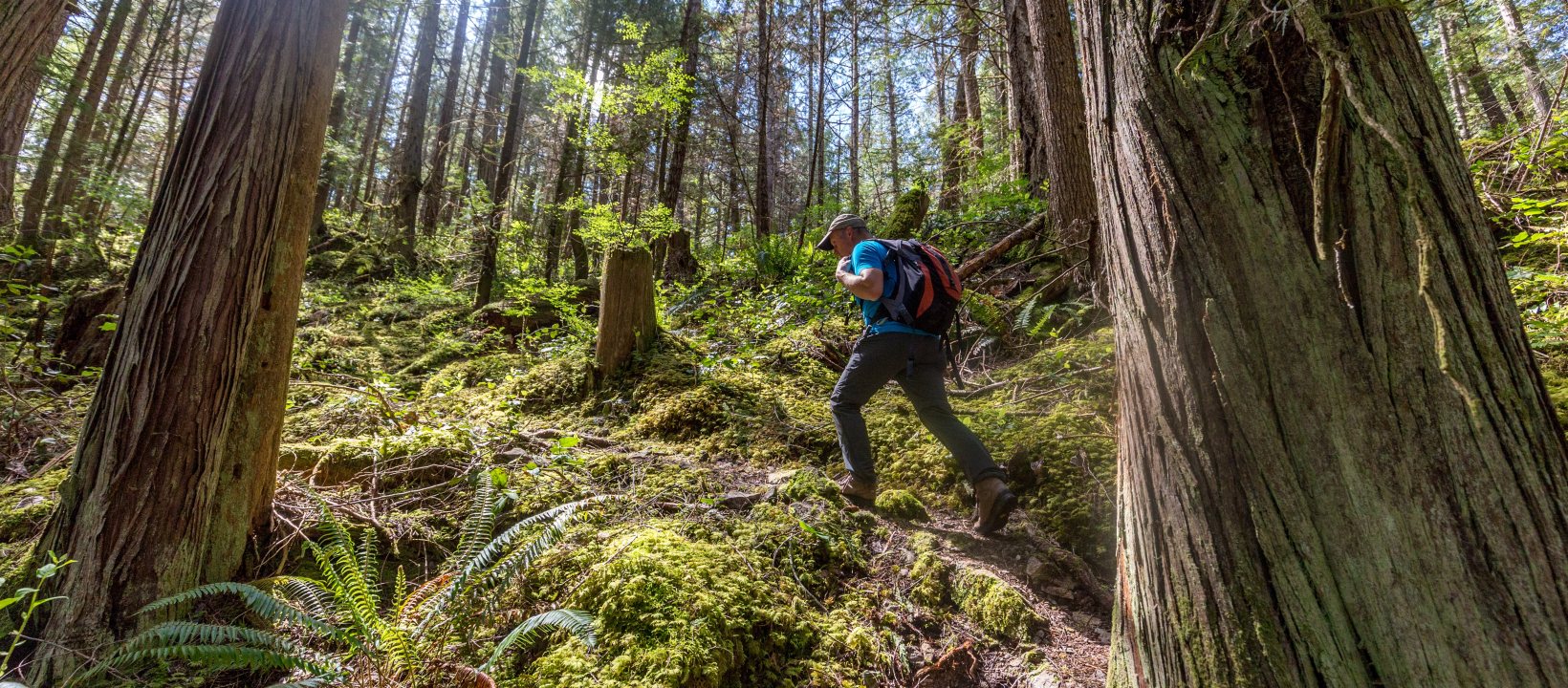 Sunshine coast trail - Wandelaar