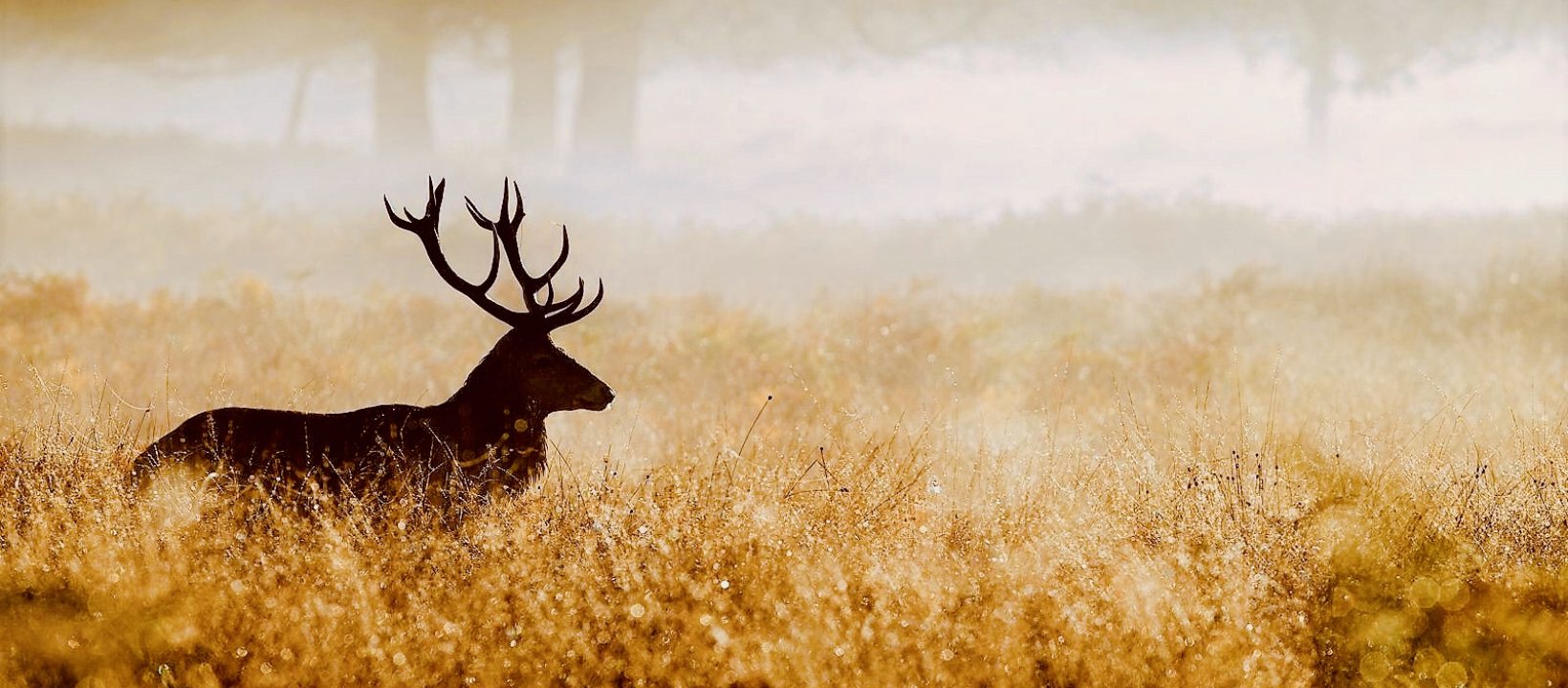 Hijgend hert in de dauw