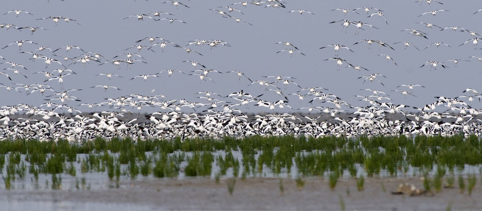 vogels bij lauwersmeer