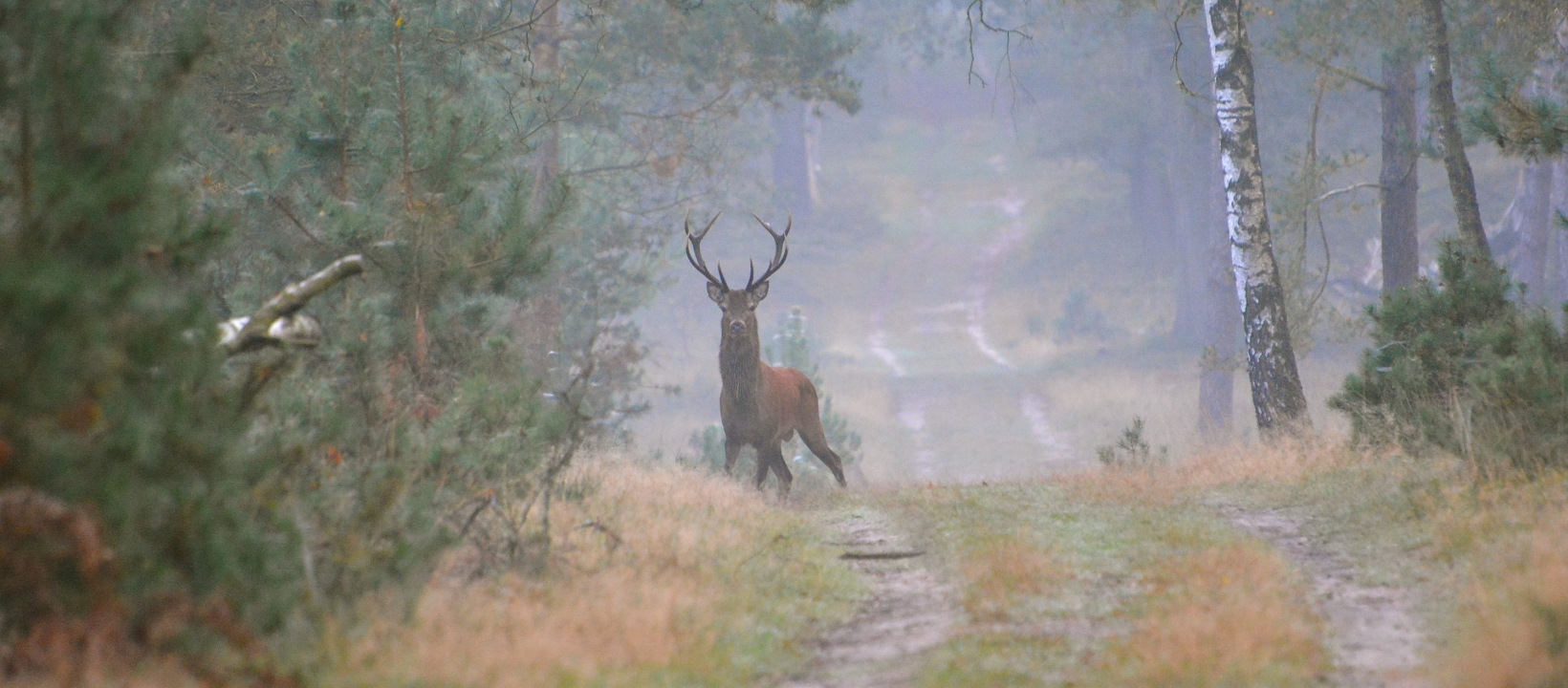 De Edelherttrail