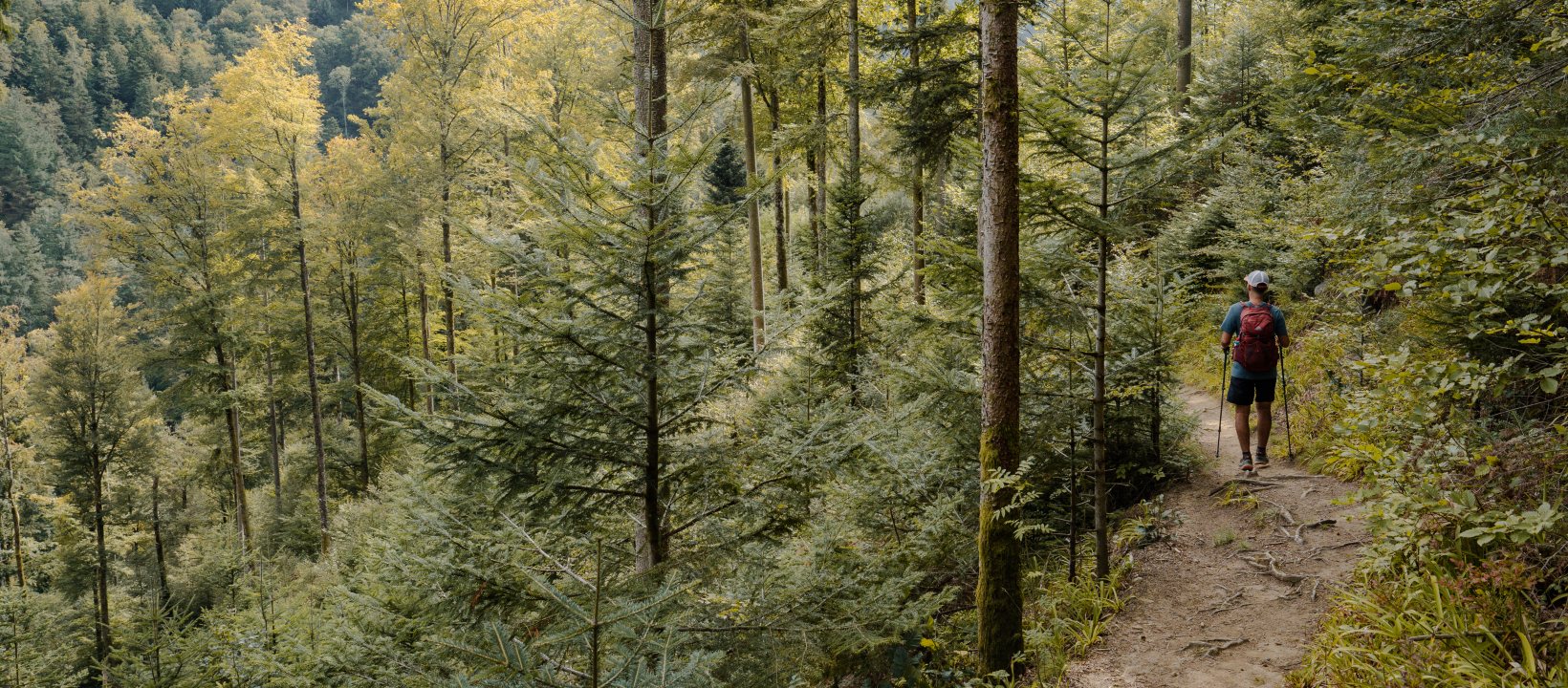 Schluchtensteig Zwarte Woud