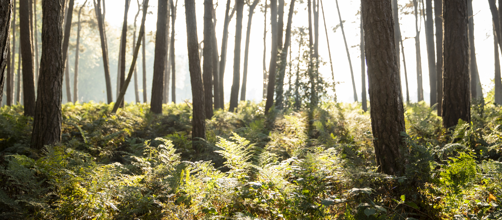 Kloosterwandelingen Brabant