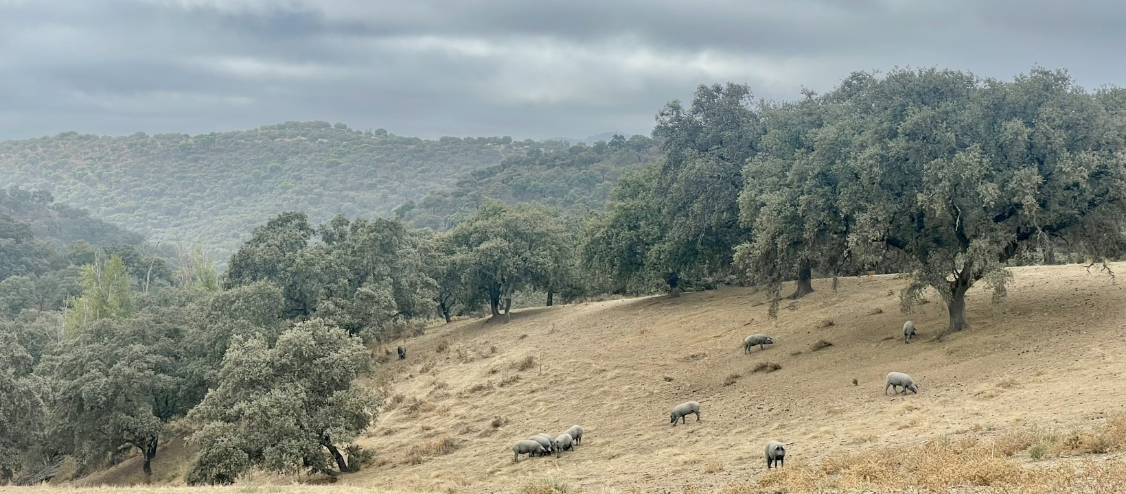 Mountainbiken Andalusie