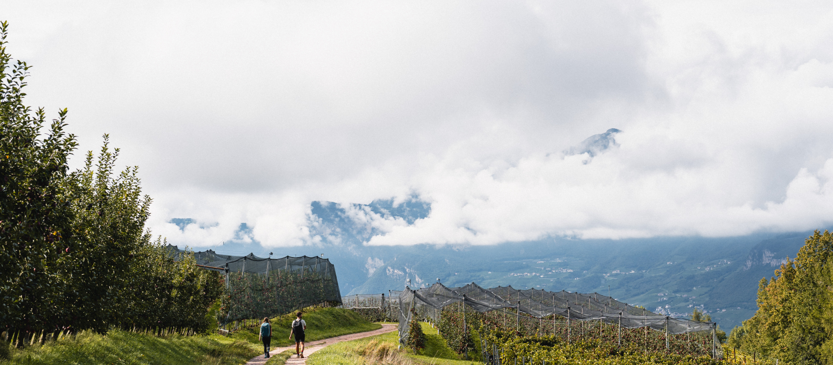 Wandelen tussen de wijnvelden