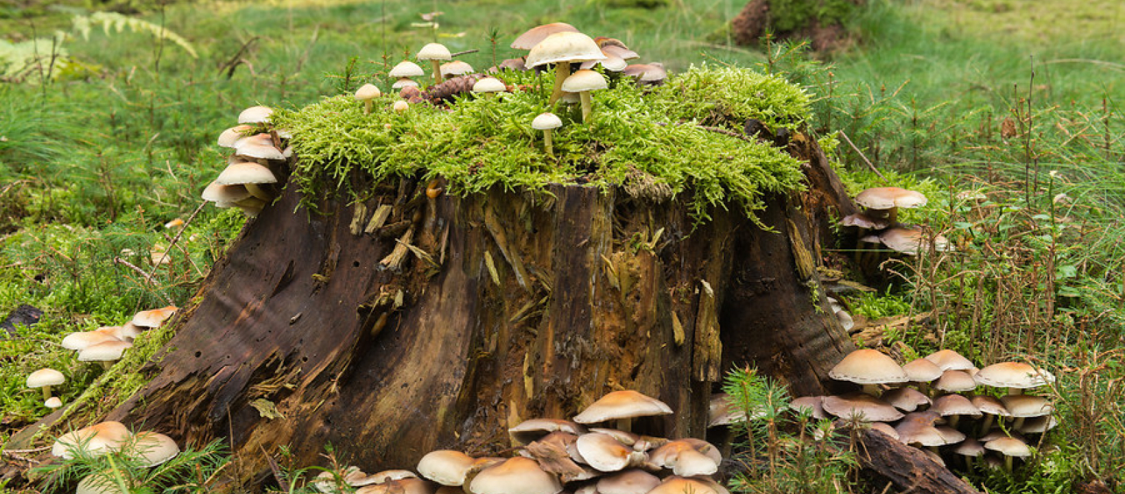 SE-44-Gewone-zwavelkop-600x401.jpg wandelen Ardennen