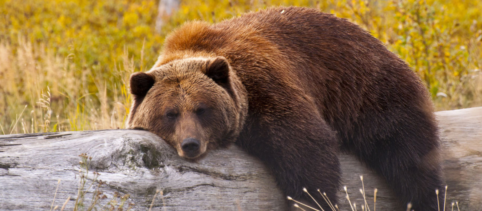 olympic-national-park