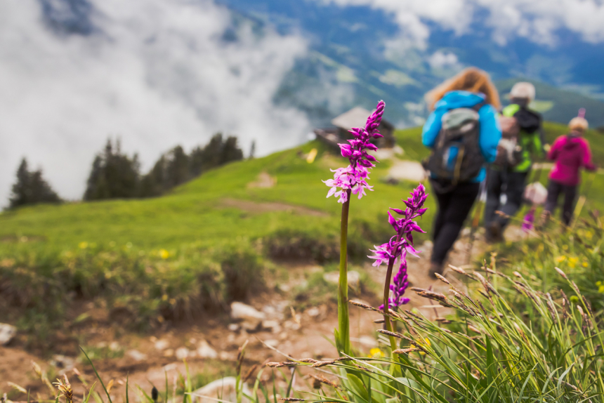 Voorjaarswandeling met gids