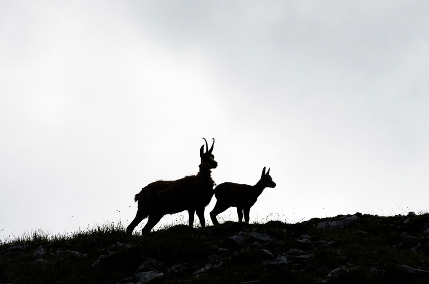 Gemzen bij Huttentocht Berchtesgadener Alpen