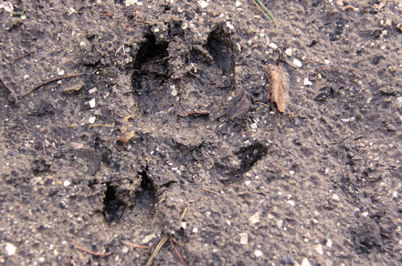 afdruk wild zwijn