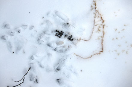 Reegeit sporen en afdruk